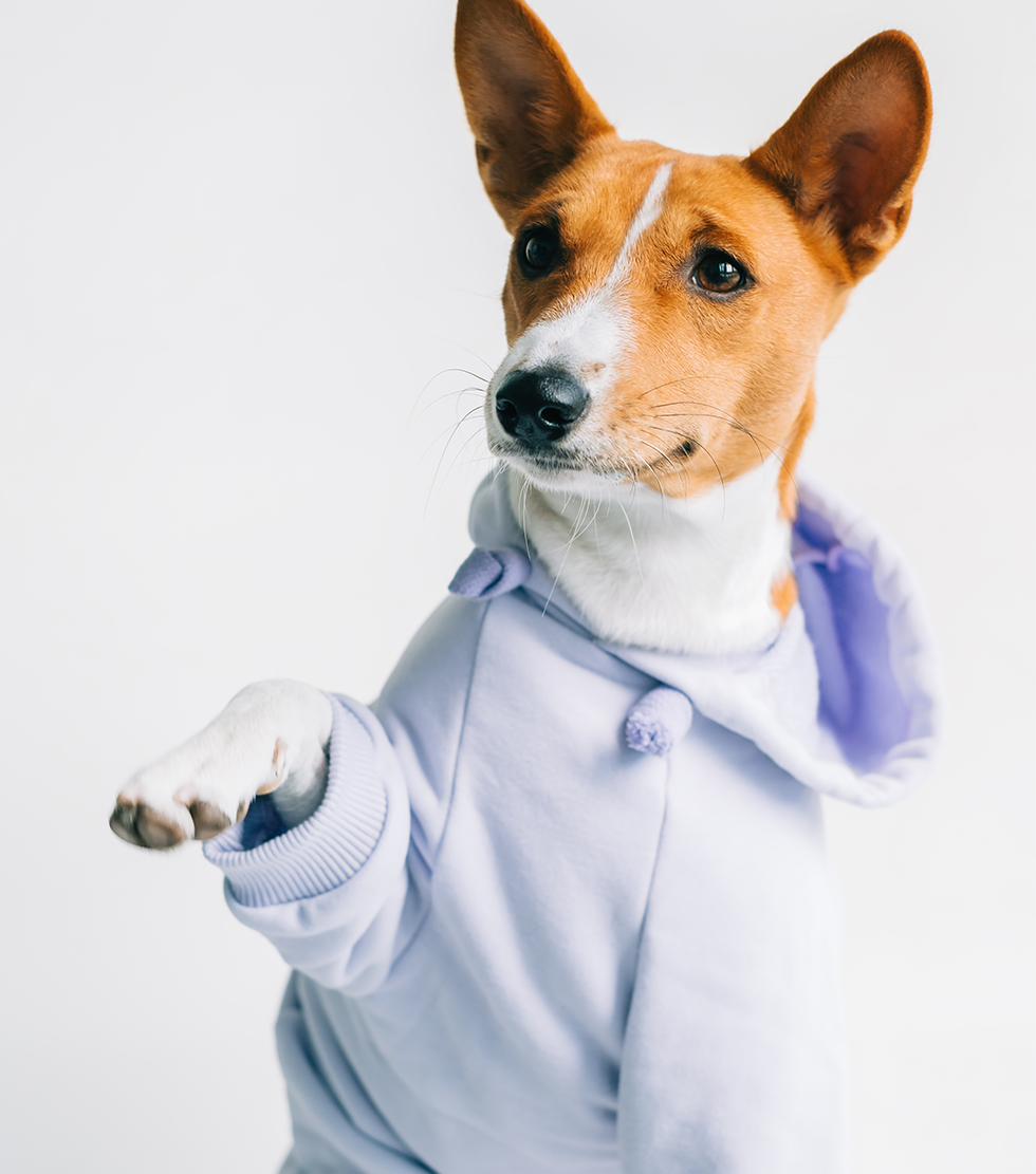 silvapetfriendly